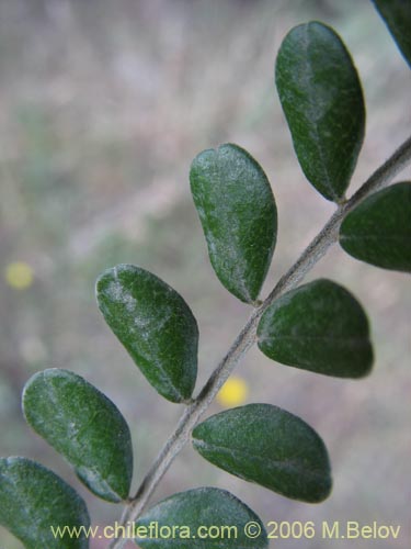 Image of Sophora cassioides (Pelú / Mayu-monte / Pilo). Click to enlarge parts of image.